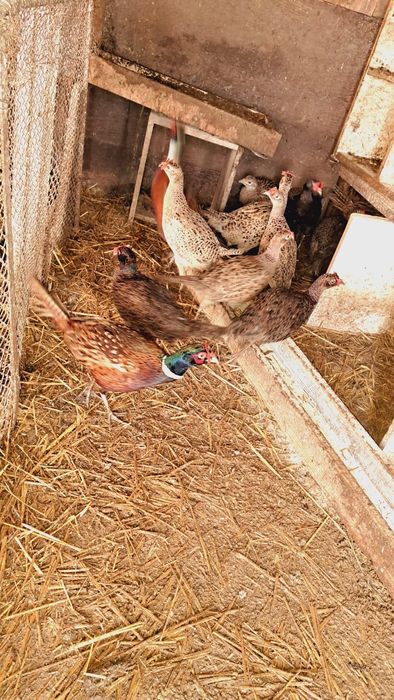 Fazani și fazanite de vânzare