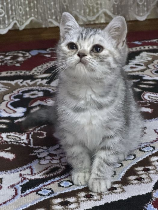 Mushukchalar, zotdor mushuk, mushuk bolachalari