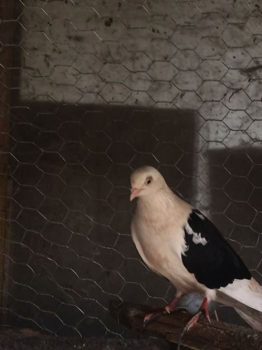 Vand sau schimb galateni