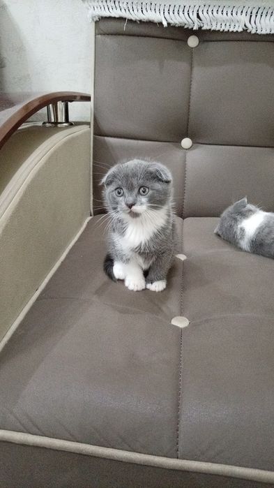 Mushuk bolalari va onasi