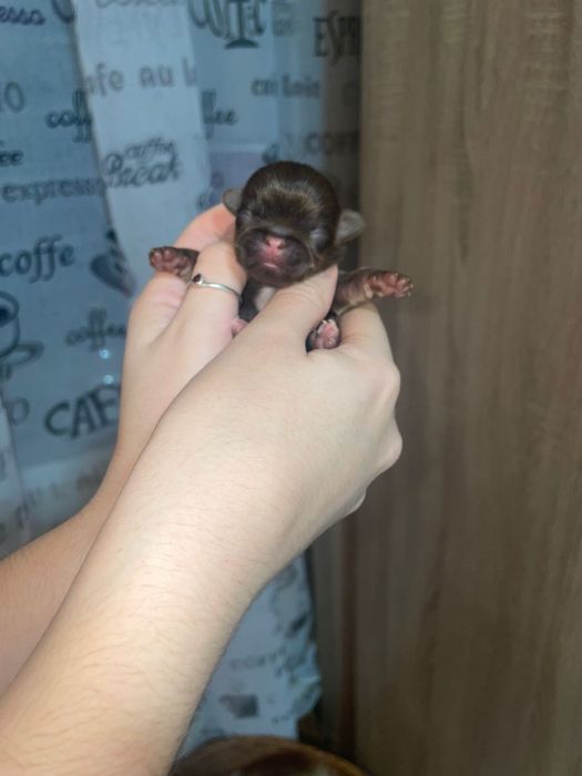 Щенки Пекинеса бронь