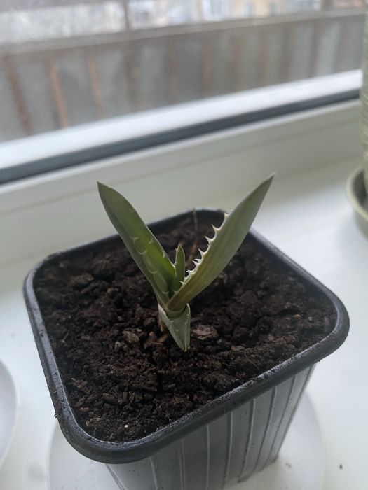 Отростки лечебного алоэ вера