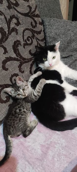 Кошечка Муся Бесплатно