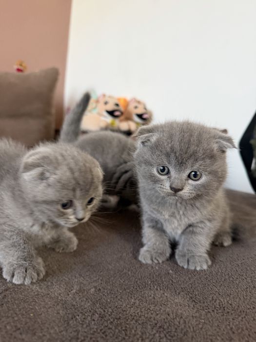Британски котета