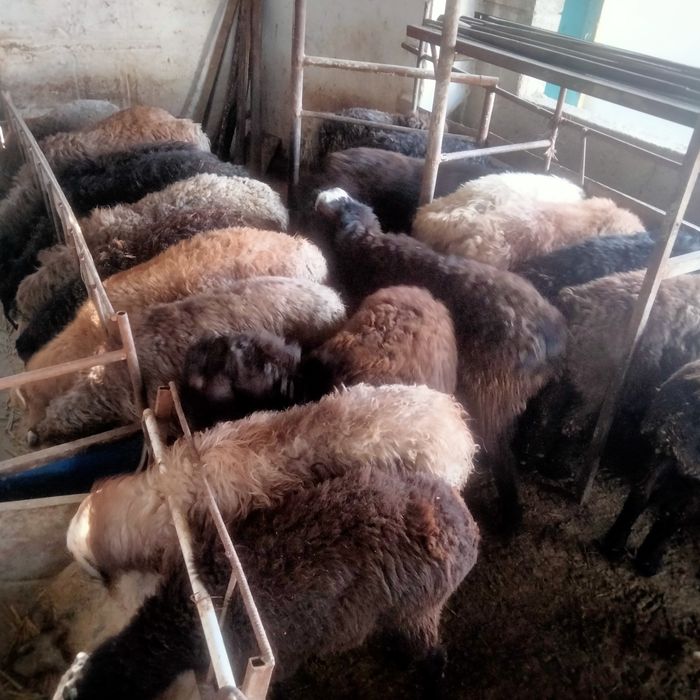 Токты кошкар сек кой