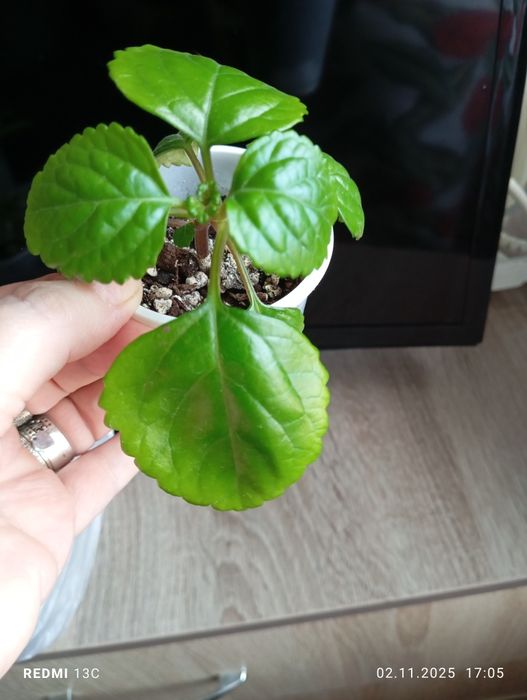 Продам отростки комнатных растений