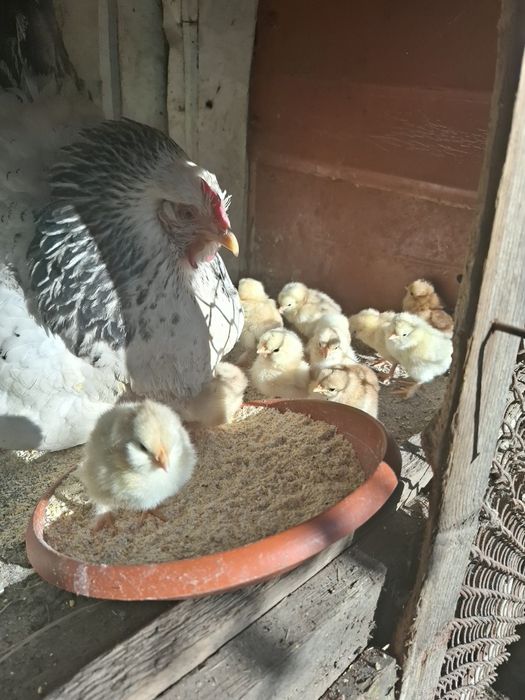 Vând cloșcă cu 13 pui