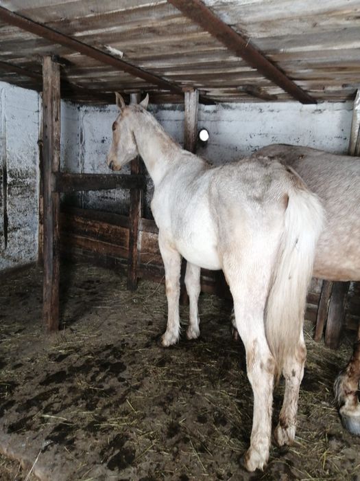 Лошадь продажа Т