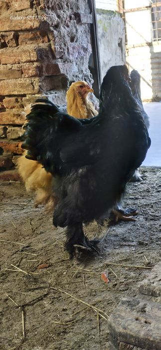 Cocosi cochinchina urias