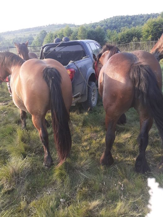 Vând două iepe montate