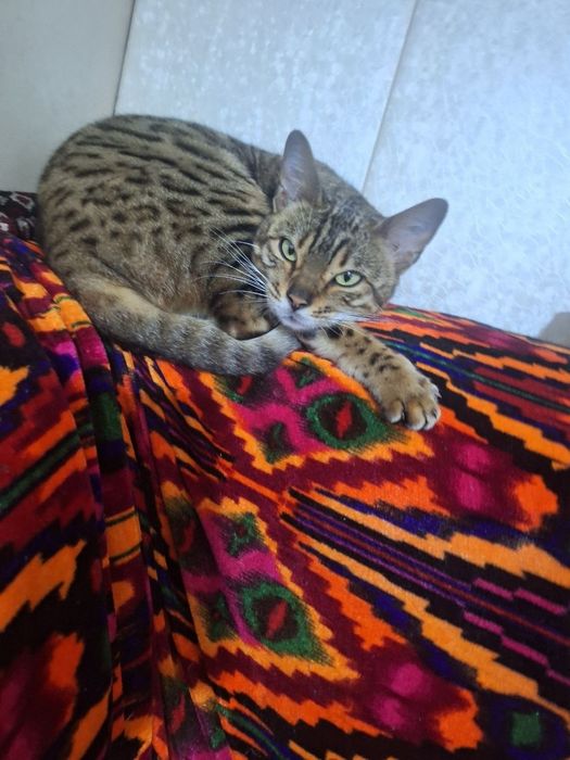 Yoshi 2yosh qiz bola