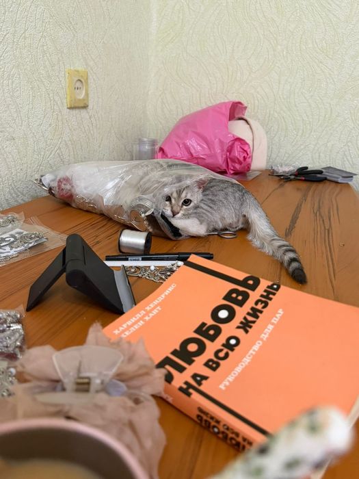 Продам котенка пародистый