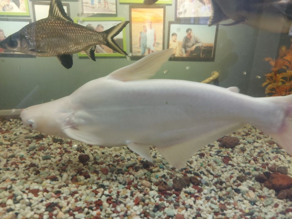 Пангасиус род лучепёрых рыб