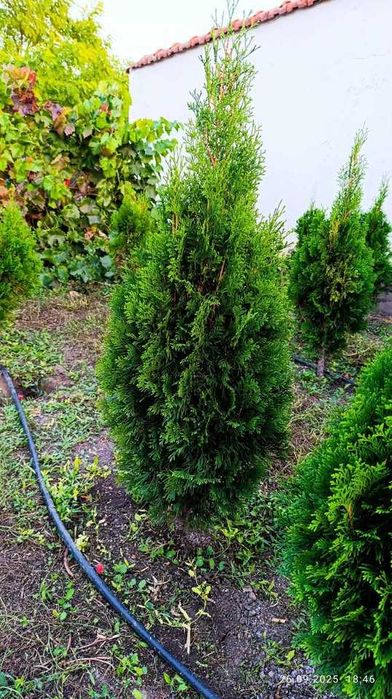 Западна туя Фастигиата / Thuja occidentalis Fastigiata
