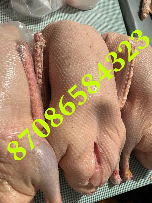 Продам мясо гуся домашнее