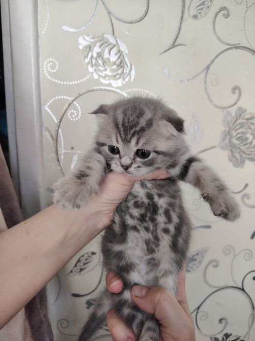 Продам шотландских котят