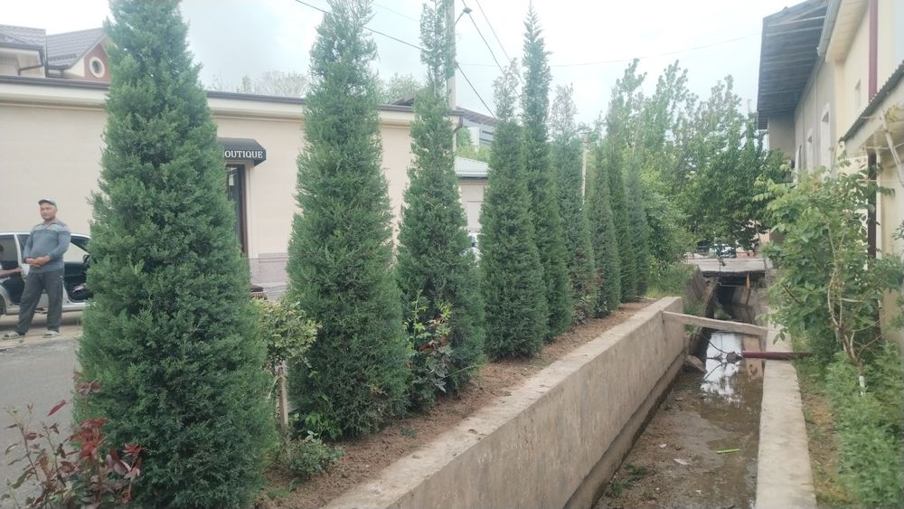 Archa ekish archa kesish