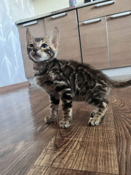 Бенгальский котенок