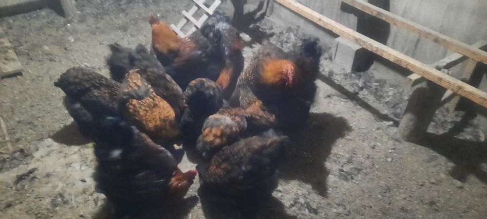 Кохинхин золотоцы