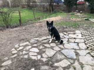 Подарявам куче "Роки" - 1/2 Хъски