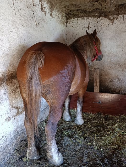 Vând iapă de 5 ani mai multe detalii la tel