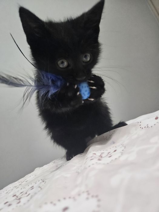 Котёнок девочка 2 месяца