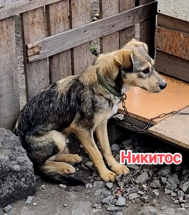 Дарю в добрые и ответственные руки