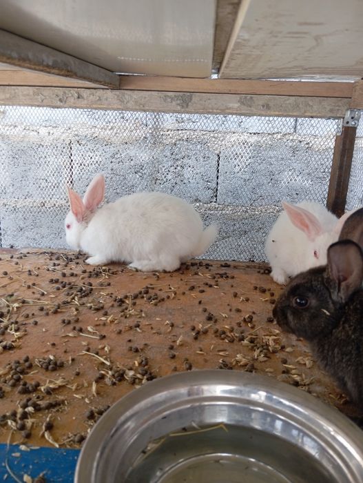 Quyon bolalari sotiladi