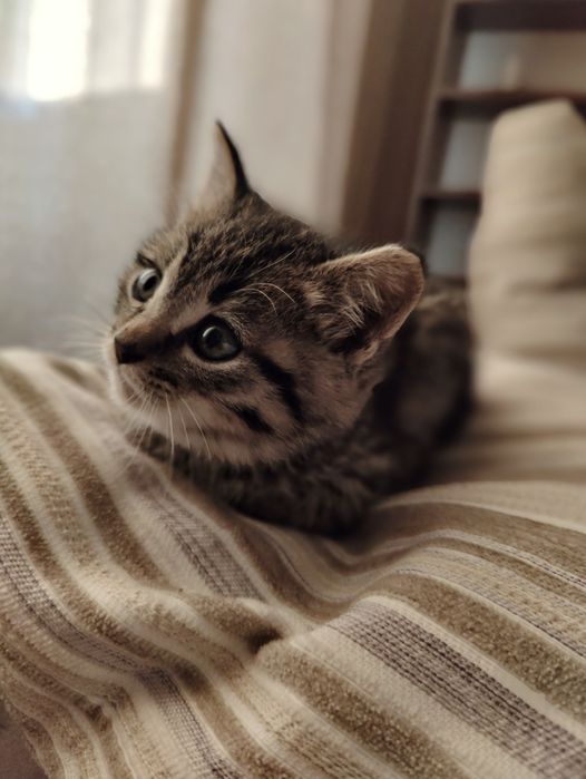 Отдам котика в добрые руки