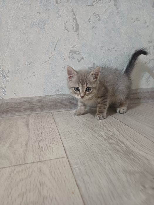Плюшевый британский котёнок в добрые руки