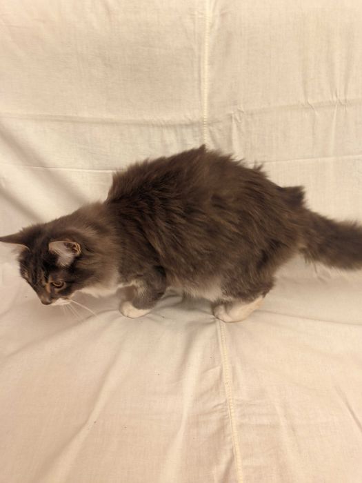 Кошка. Кот. Mushuk.