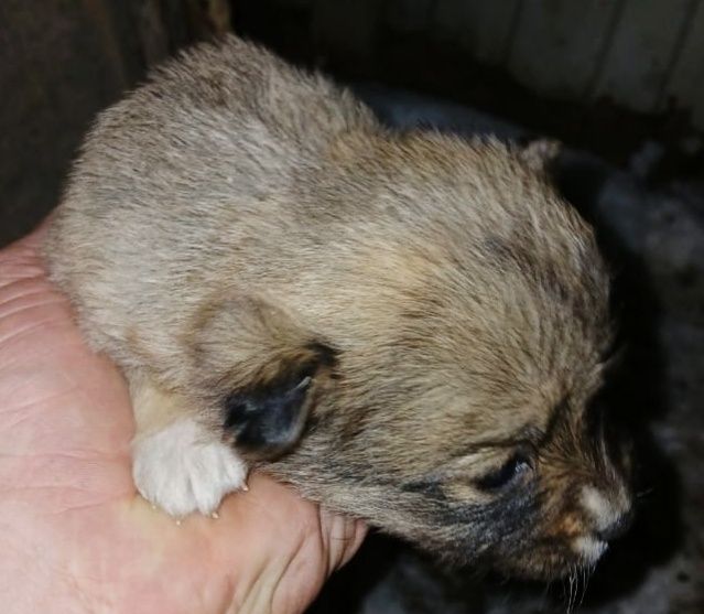 Нужен щеночкам дом