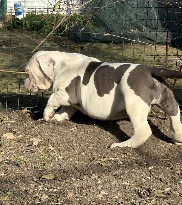 Американско Були Хл