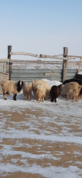 Семіз серке, ешкілер