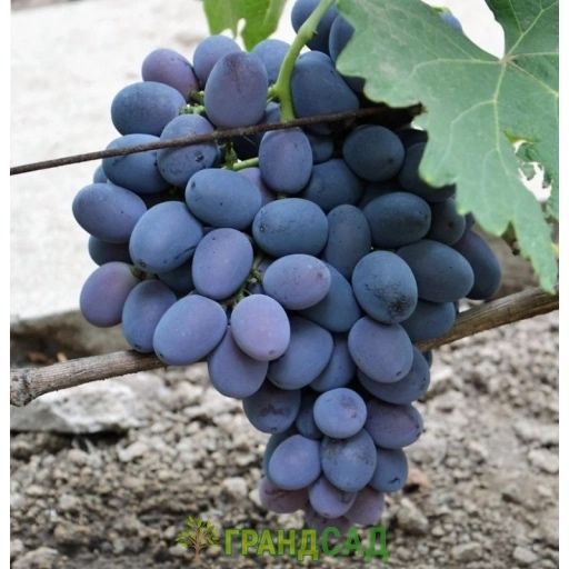 Куст винограда «фуршетный»