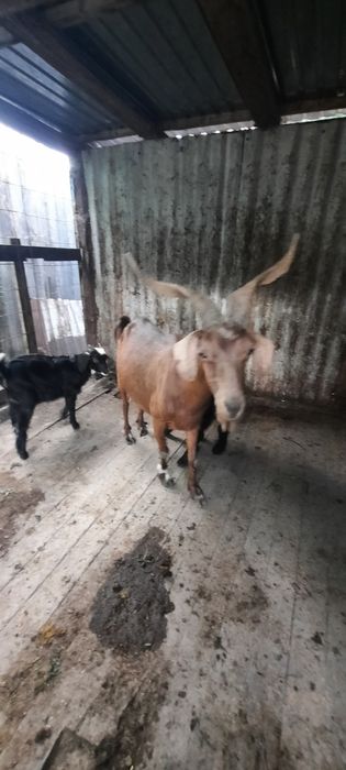 Продам козу с двумя козлятами.