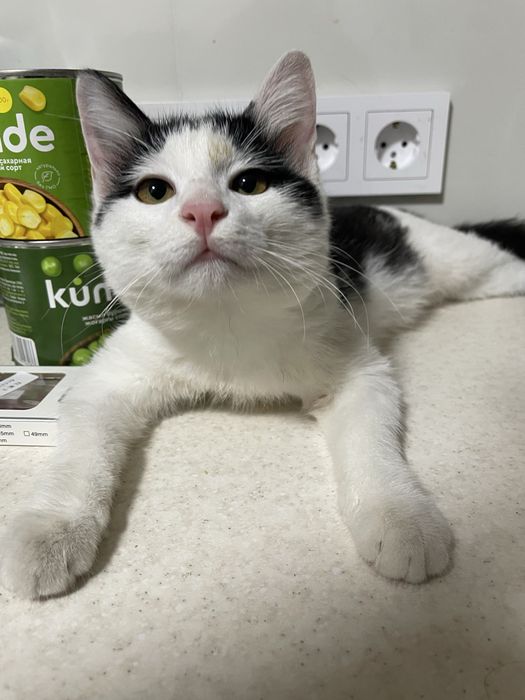 Котенок ищет дом