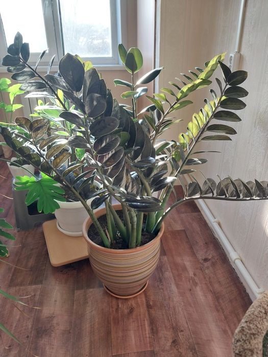 Замиакулькас черный принц