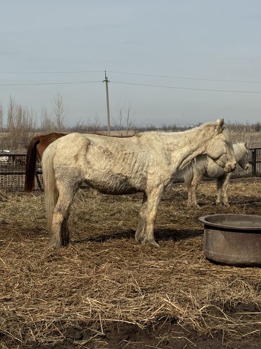 Продам жеребыю кобылу