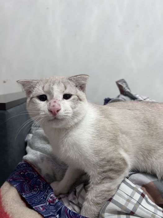 потерялся кот Снежок