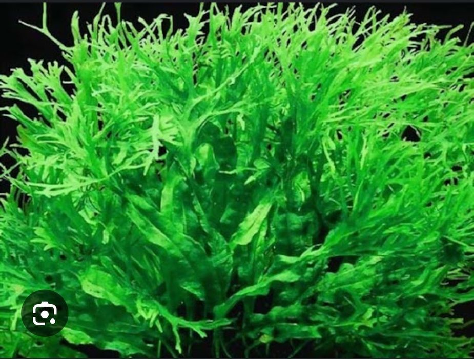 Аквариумные растения