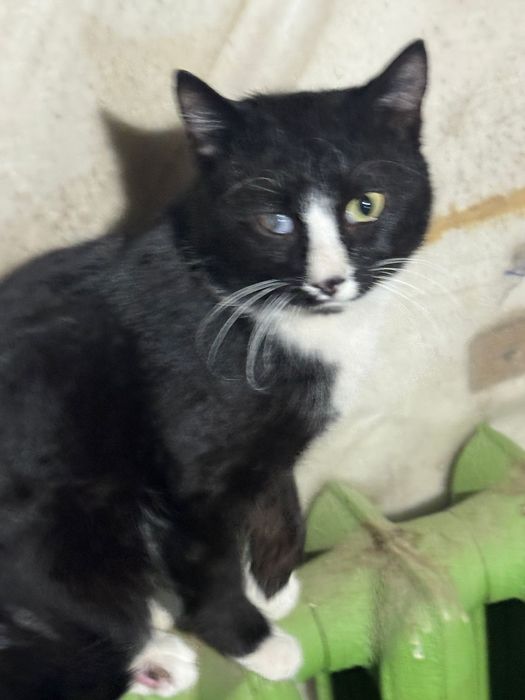 Даром котик в добрые руки