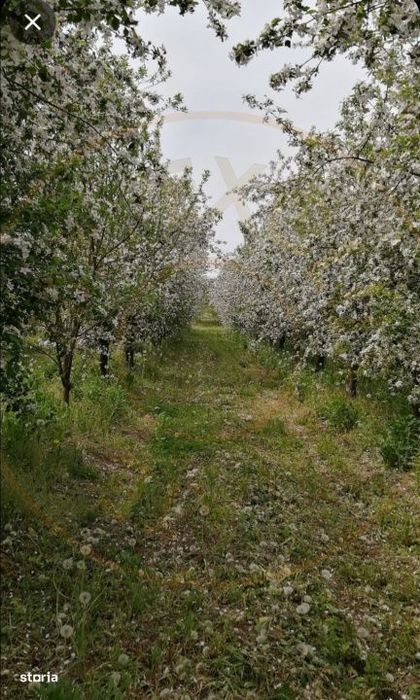 De Vanzare Casa Valea Vinului