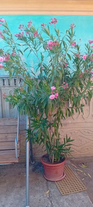 Lendri superbi maturi