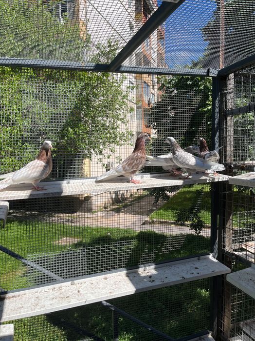 Пазарджишки високолетци