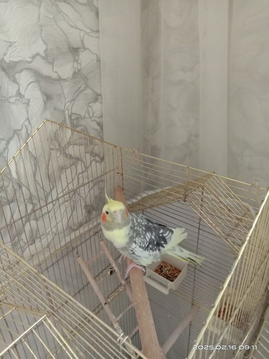 Продам попугай .