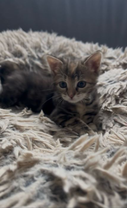 Подарявам котенце