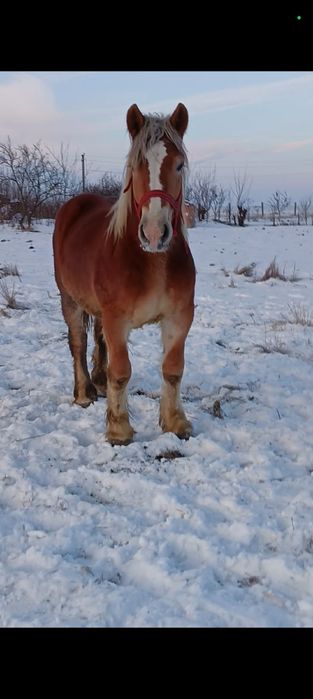 Vând mânz neschimbat