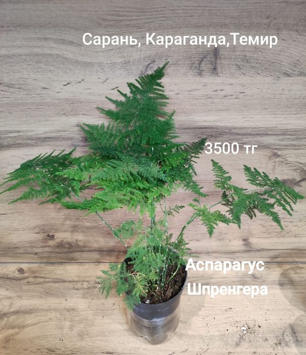 Хамедорея,гименокаллис,аспарагус