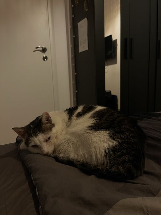 Pisica de 6-7 ani. Caut pe cineva care poate sa o adopte.